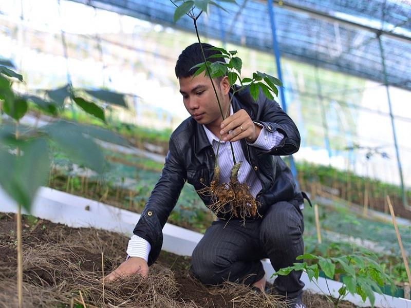 8.000 cây sâm Ngọc Linh 1 năm tuổi đang phát triển ổn định trong vườn của anh Trần Cao Nguyên