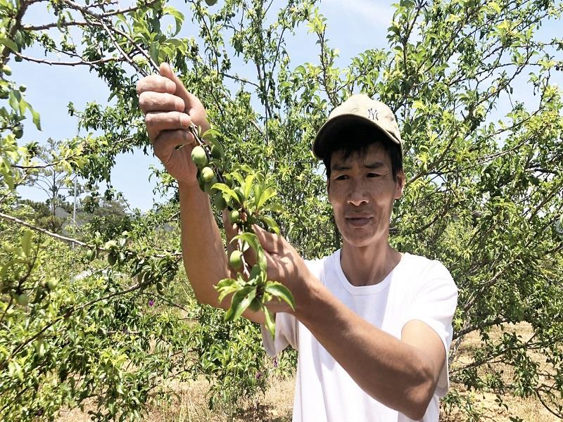 Anh Cao Văn Thản, nông dân đầu tiên xây dựng mã số vùng trồng cho cây mận Đạ Chais
