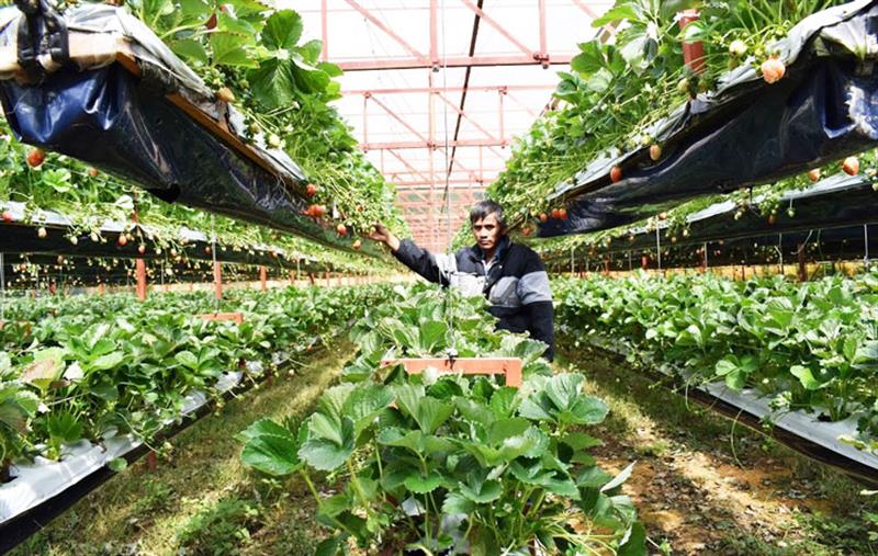 Vùng chuyên canh rau Đà Lạt và các huyện phụ cận đã và đang phát triển theo hướng ổn định, bền vững. Ảnh: Văn Việt