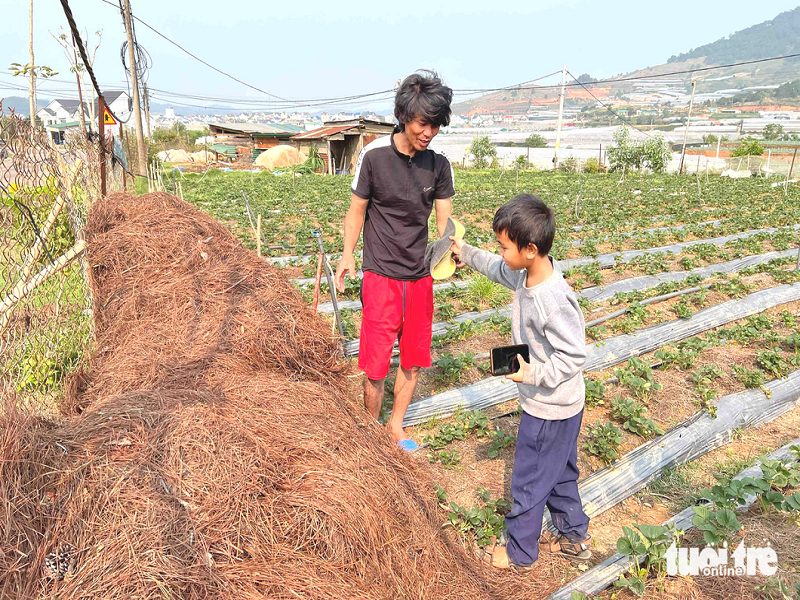 Một nhà vườn Đà Lạt dùng lá thông khô ủ liếp trồng dâu - Ảnh: YẾN TRINH