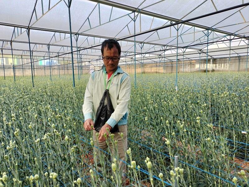 Nông dân thị trấn Lạc Dương tích cực ứng dụng công nghệ cao trong sản xuất rau, hoa, nâng cao thu nhập trên một đơn vị diện tích đạt bình quân 493 triệu đồng/ha/năm 2023