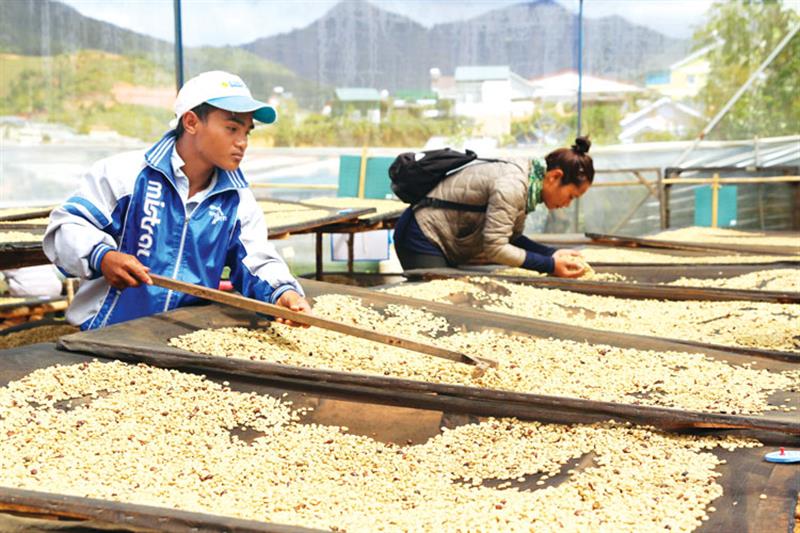 Nhiều tổ chức, doanh nghiệp và nông dân ở Lâm Đồng đã đầu tư công nghệ, trang bị máy móc để thực hiện chế biến sâu cà phê. Ảnh: H.S