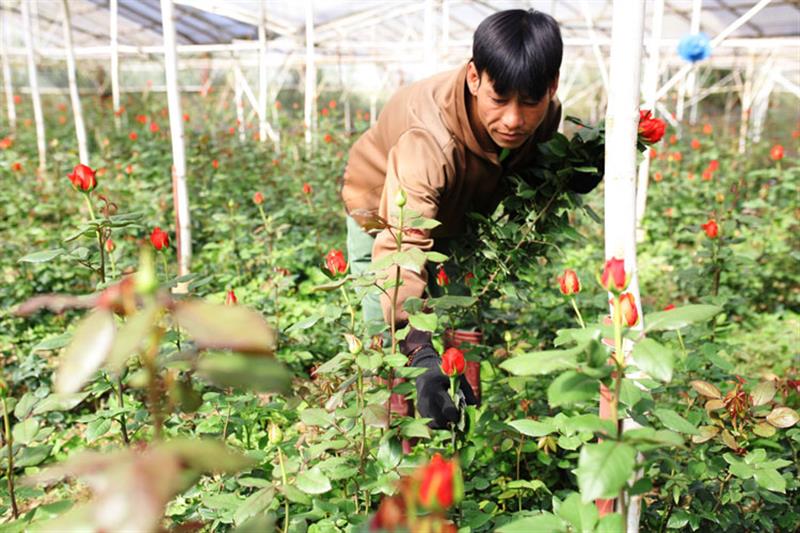 Với 4.000 m2 trồng hoa hồng, gia đình anh Nguyễn Hồng Việt, thị trấn Lạc Dương cắt hơn 3.000 cành, doanh thu hơn 4 triệu đồng/ngày