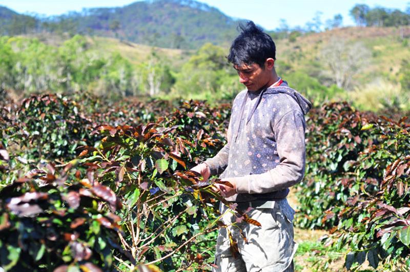 Đợt sương muối vừa qua đã gây hại trên 470 ha cà phê và hoa màu của hơn 800 hộ dân bị ảnh hưởng nghiêm trọng, tổng thiệt hại ước khoảng 50 tỷ đồng. Ảnh: Thanh Sa