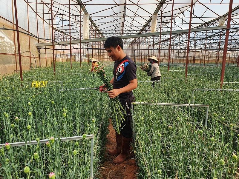 Mô hình hoa cẩm chướng hợp đồng với công ty Hasfarm do Nguyễn Văn Thành cùng Mẹ chăm sóc đang vào mùa thu hoạch