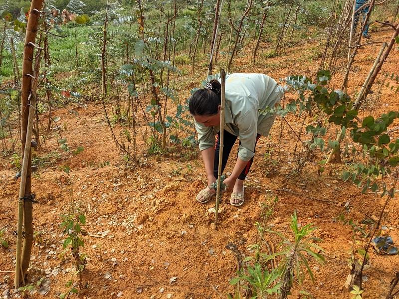 Chị Bon Đơng K’Brang, người đồng bào DTTS đầu tiên tại xã Đạ Nhim trồng cây đô-la để phát triển kinh tế
