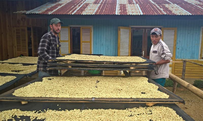 Sản xuất cà phê sạch tại gia đình Cơ Liêng Rô Lan, Tổ dân phố B’nơr C, thị trấn Lạc Dương